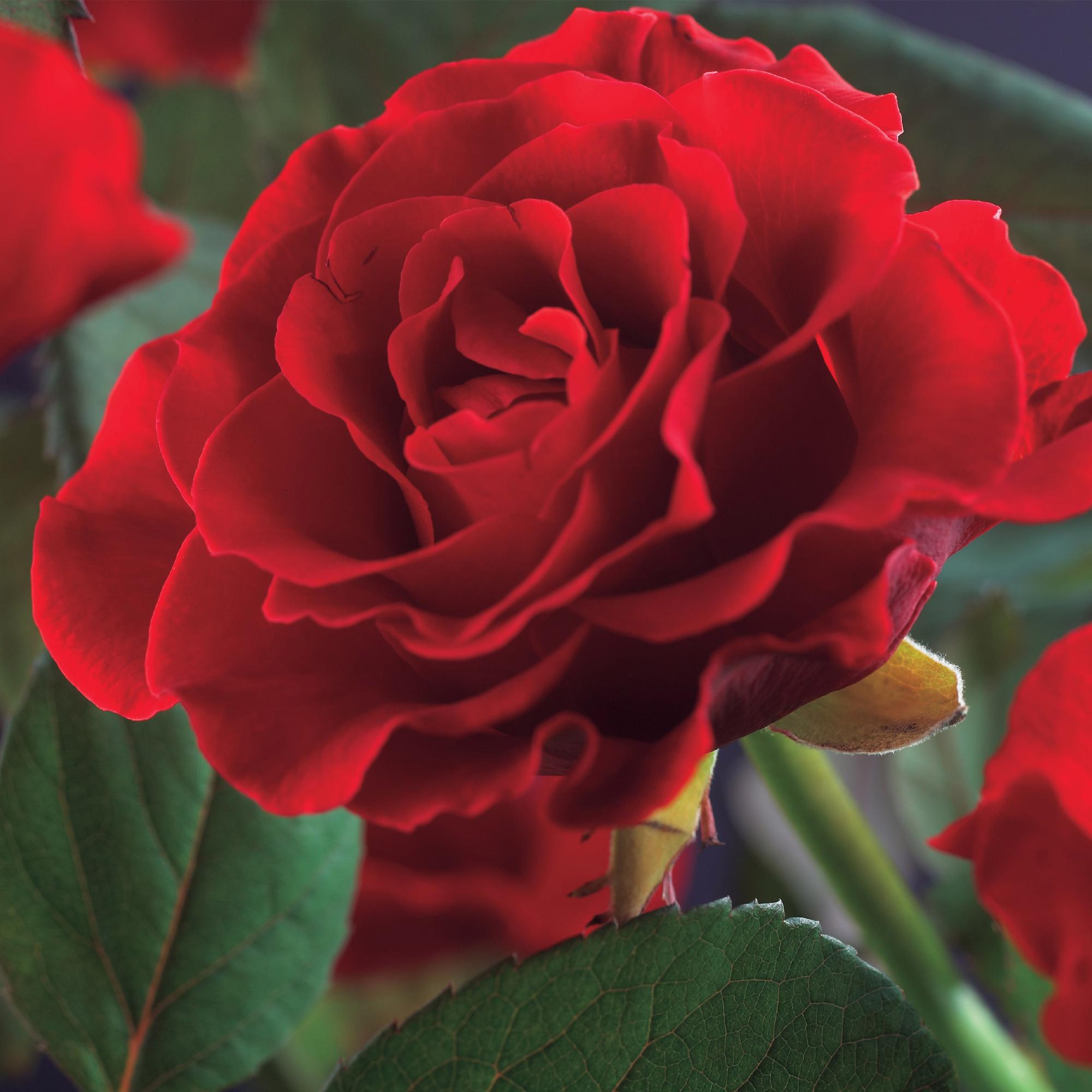green-guardia-paul-scarlet-climber-kletterrose-2-pflanzen-40-cm image 4