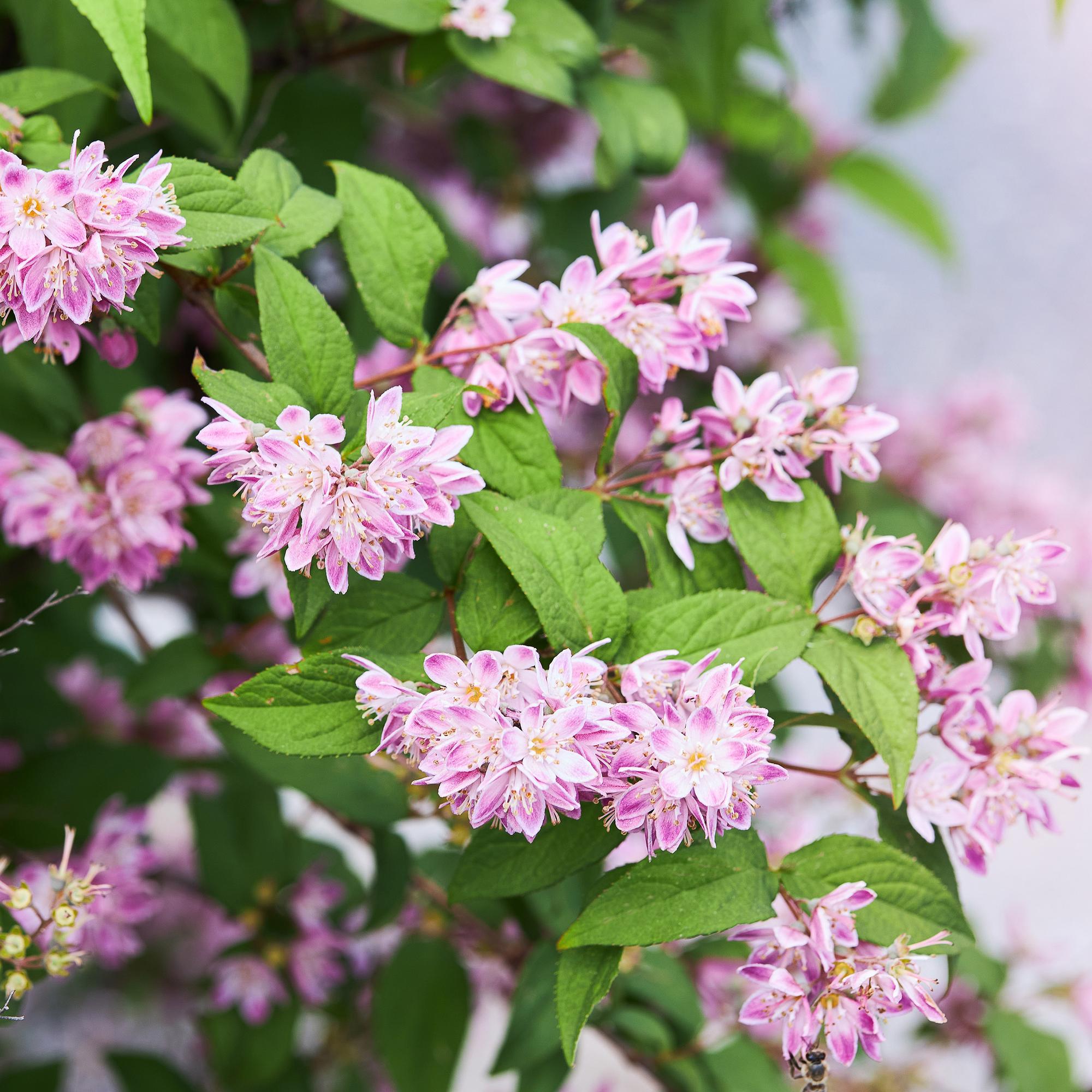 green-guardia-deutzia-strawberry-fields-zierstrauch-17cm-rosa image 4