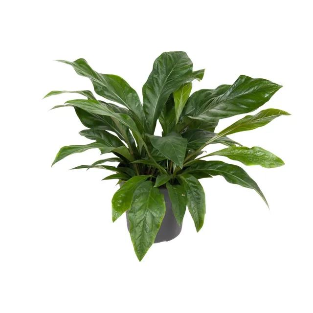 green-guardia-anthurium-jungle-bush-flamingoblume-70cm-30cm-topf image 1