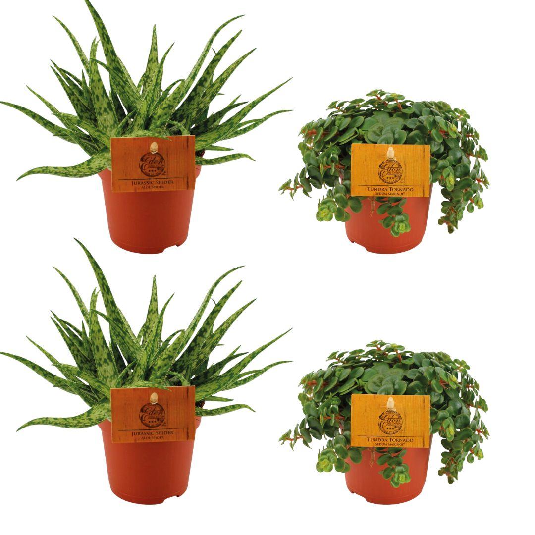 green-guardia-unsere-pflanzen-aloe-spider-sedum-tornado-sukkulenten-4er image 1