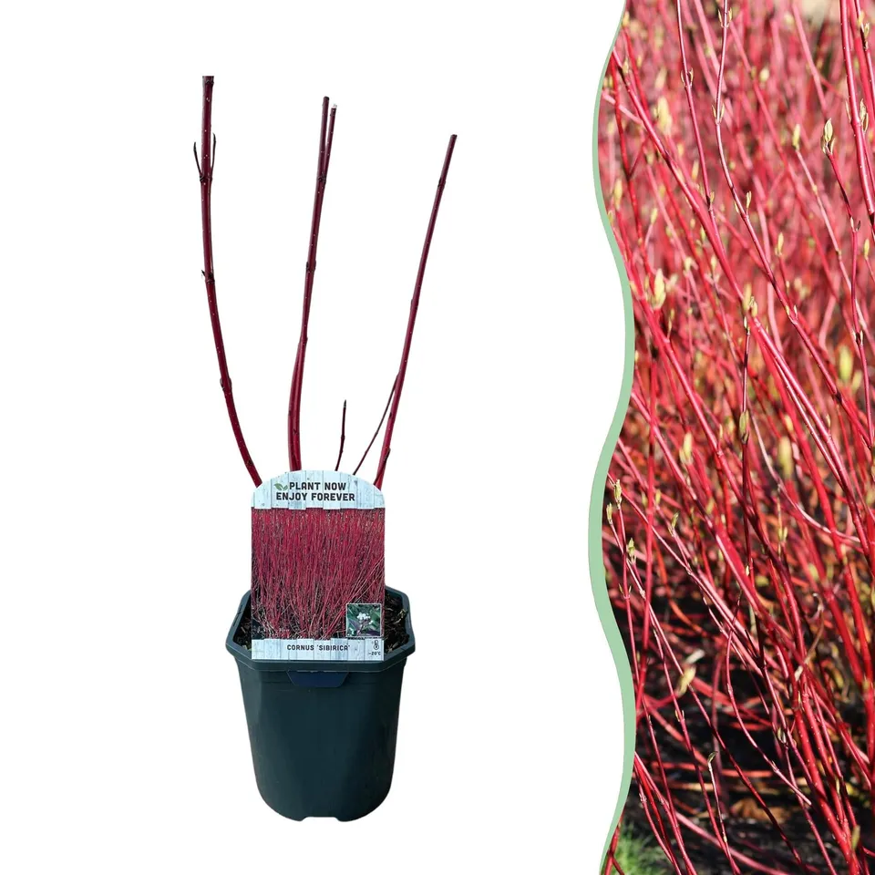 green-guardia-unsere-pflanzen-cornus-sibirica-zierstrauch-rote-zweige-45-cm image 1