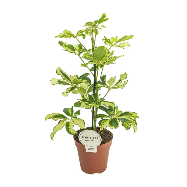 green-guardia-charlotte-schefflera-strahlenaralie-45-cm image 1