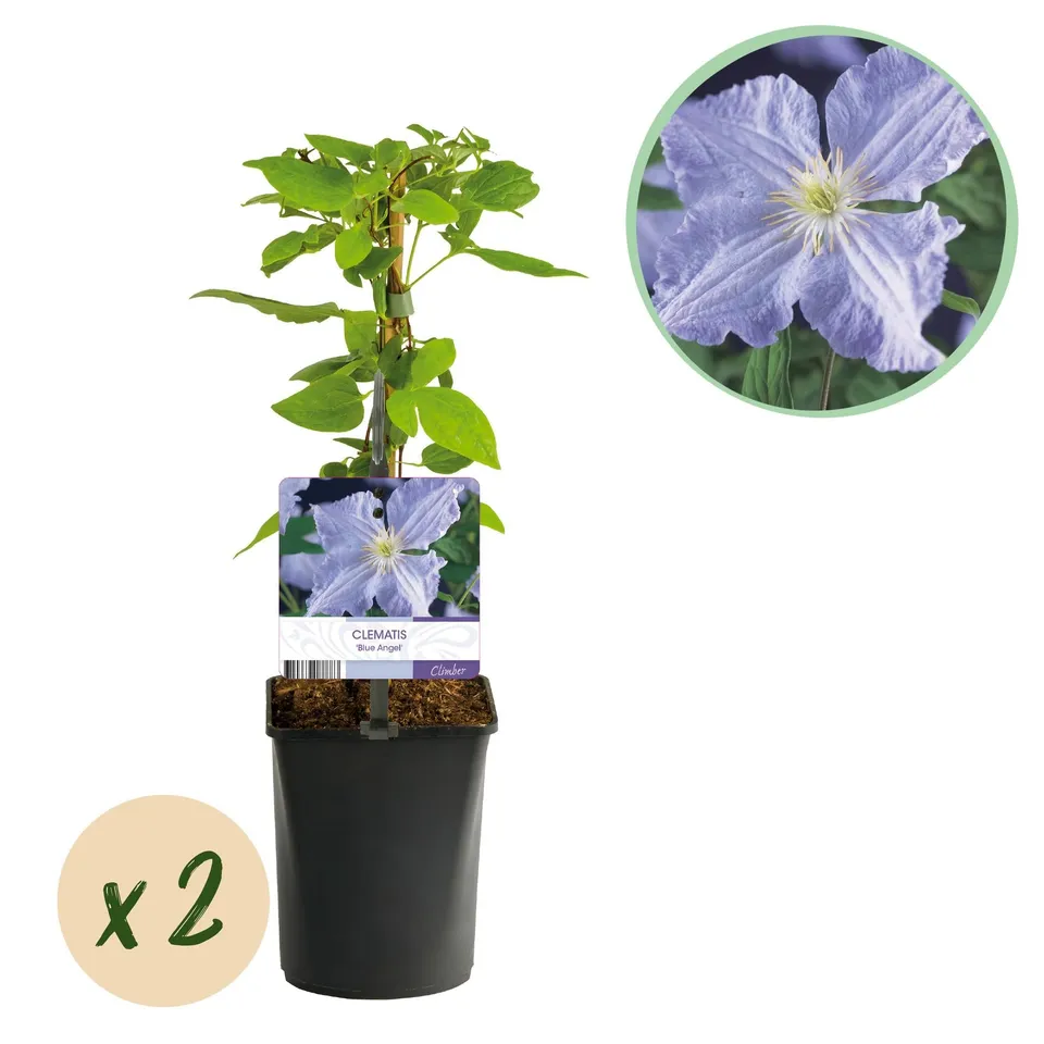 green-guardia-clematis-blue-angel-2-pflanzen-hellblau image 1