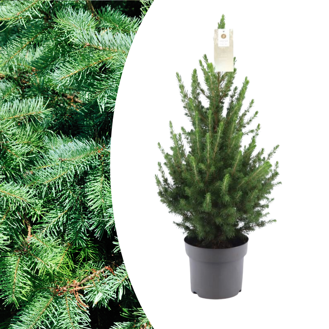 green-guardia-conica-zwergfichte-weihnachtsbaum-70-cm-topf image 1