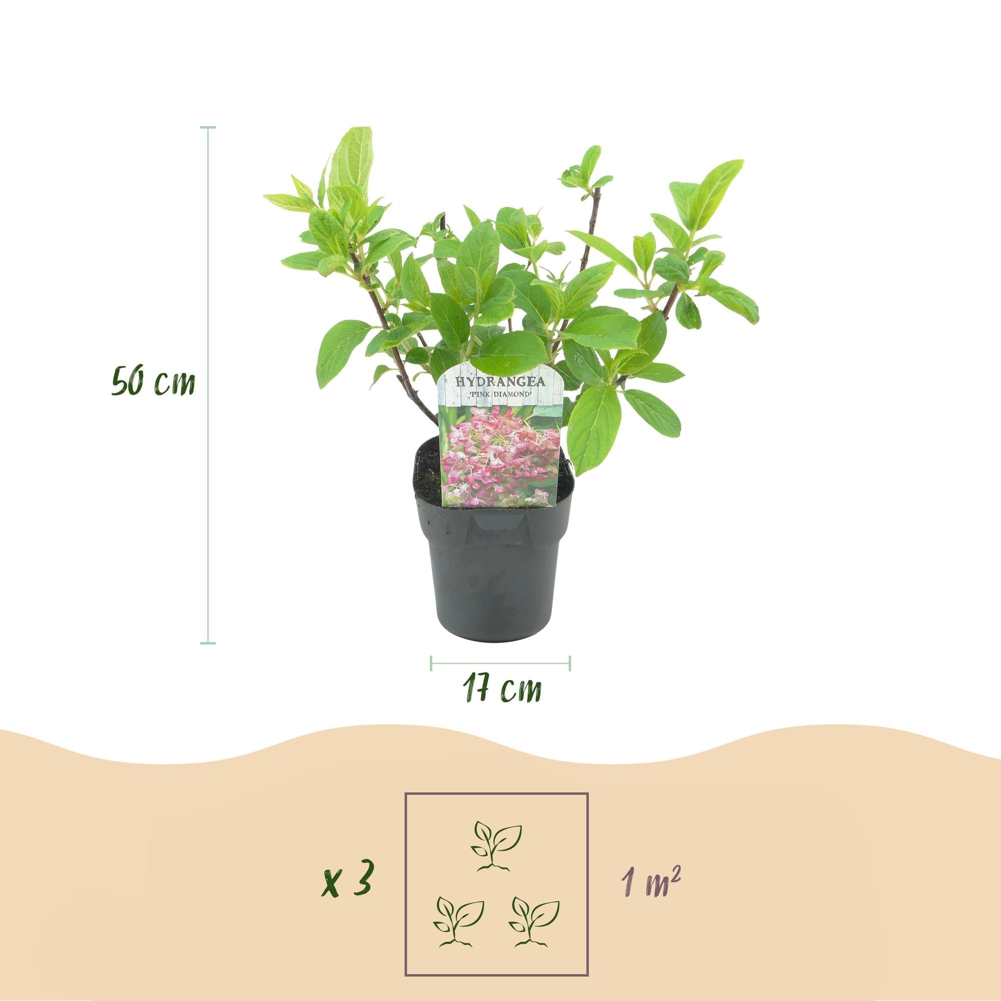 green-guardia-pink-diamond-rispenhortensie-17cm-winterhart image 2