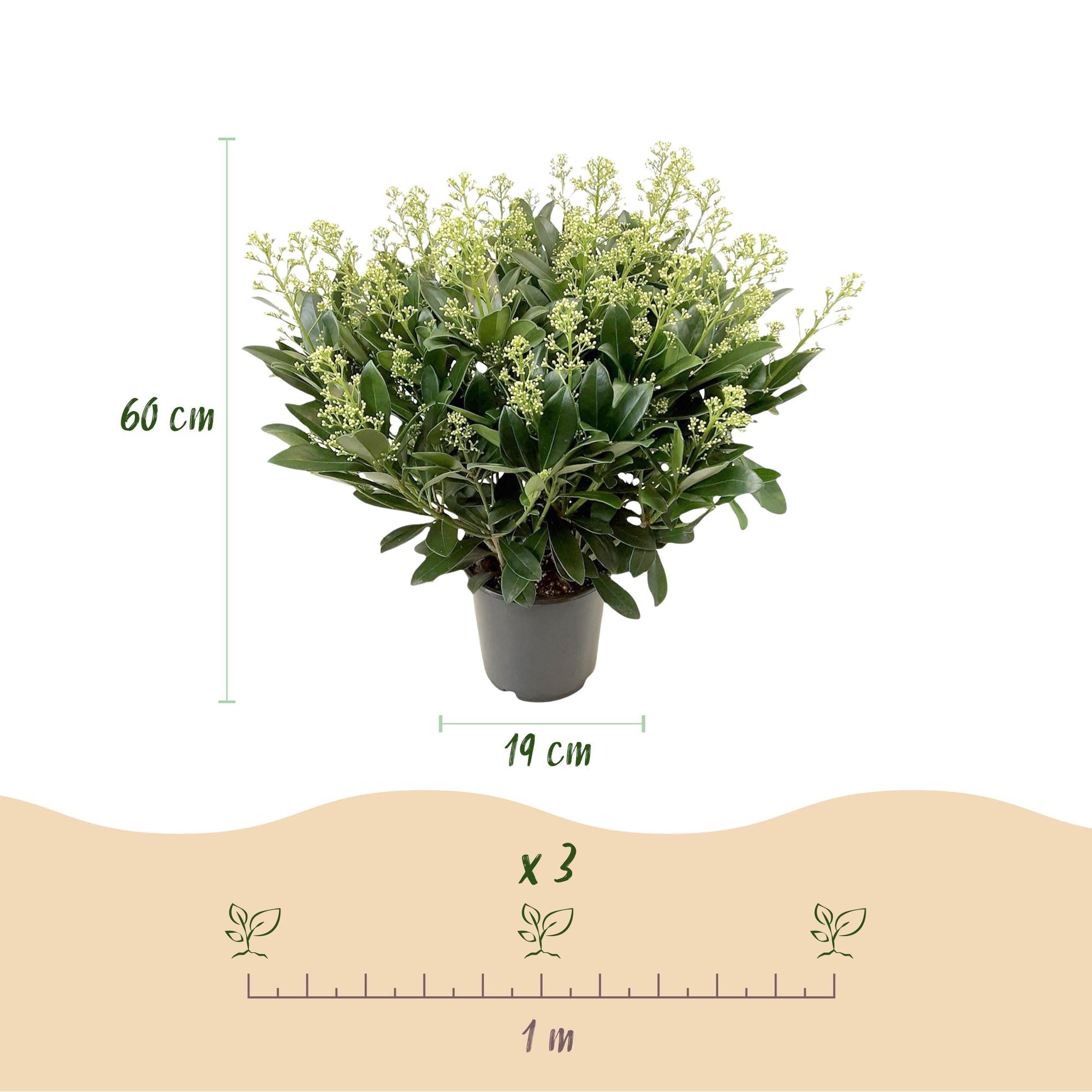 green-guardia-pflanzen-skimmia-japonica-finchy-1x-10-5cm-wei image 4