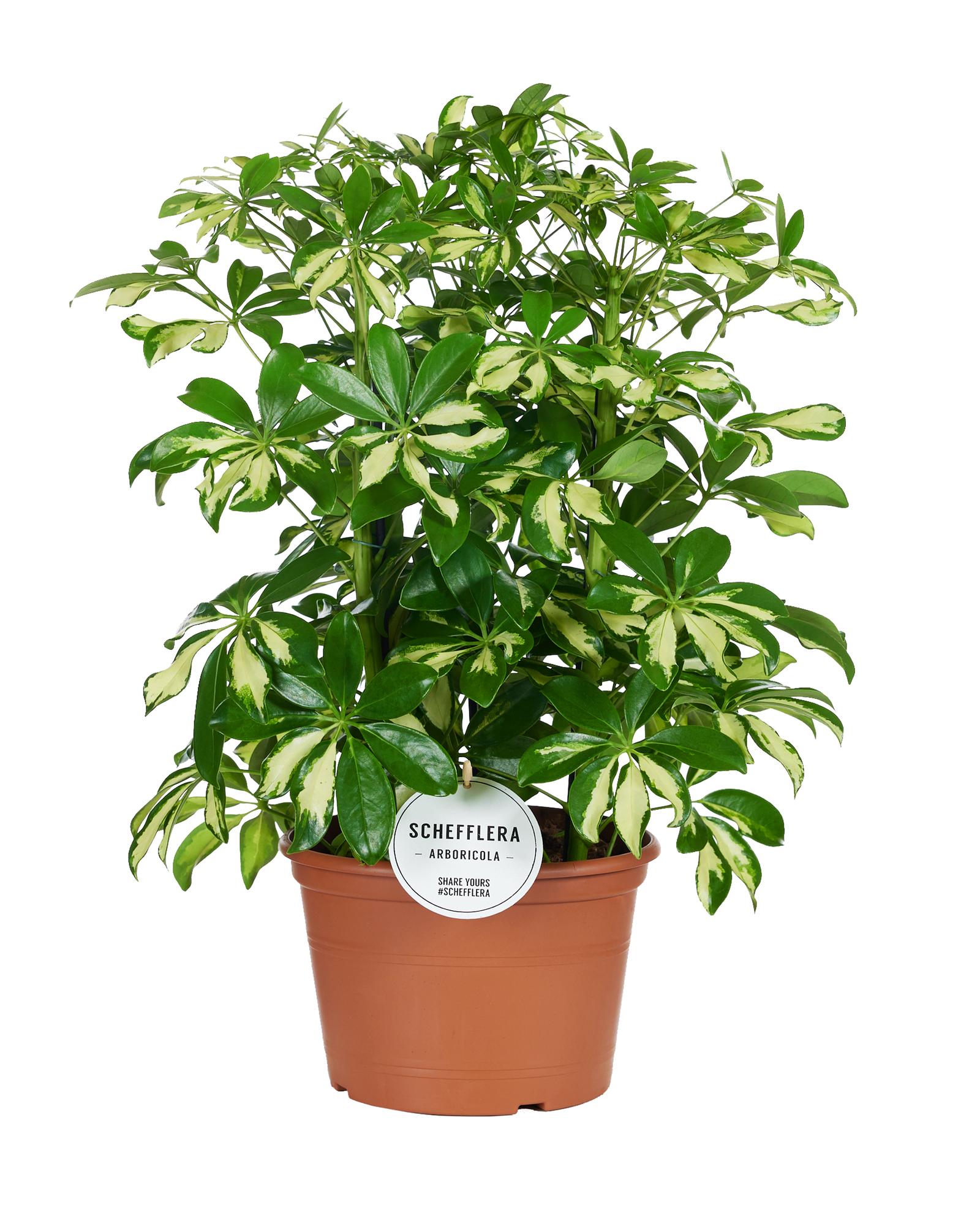 green-guardia-schefflera-gerda-strahlenaralie-zimmerpflanze-35-cm image 1