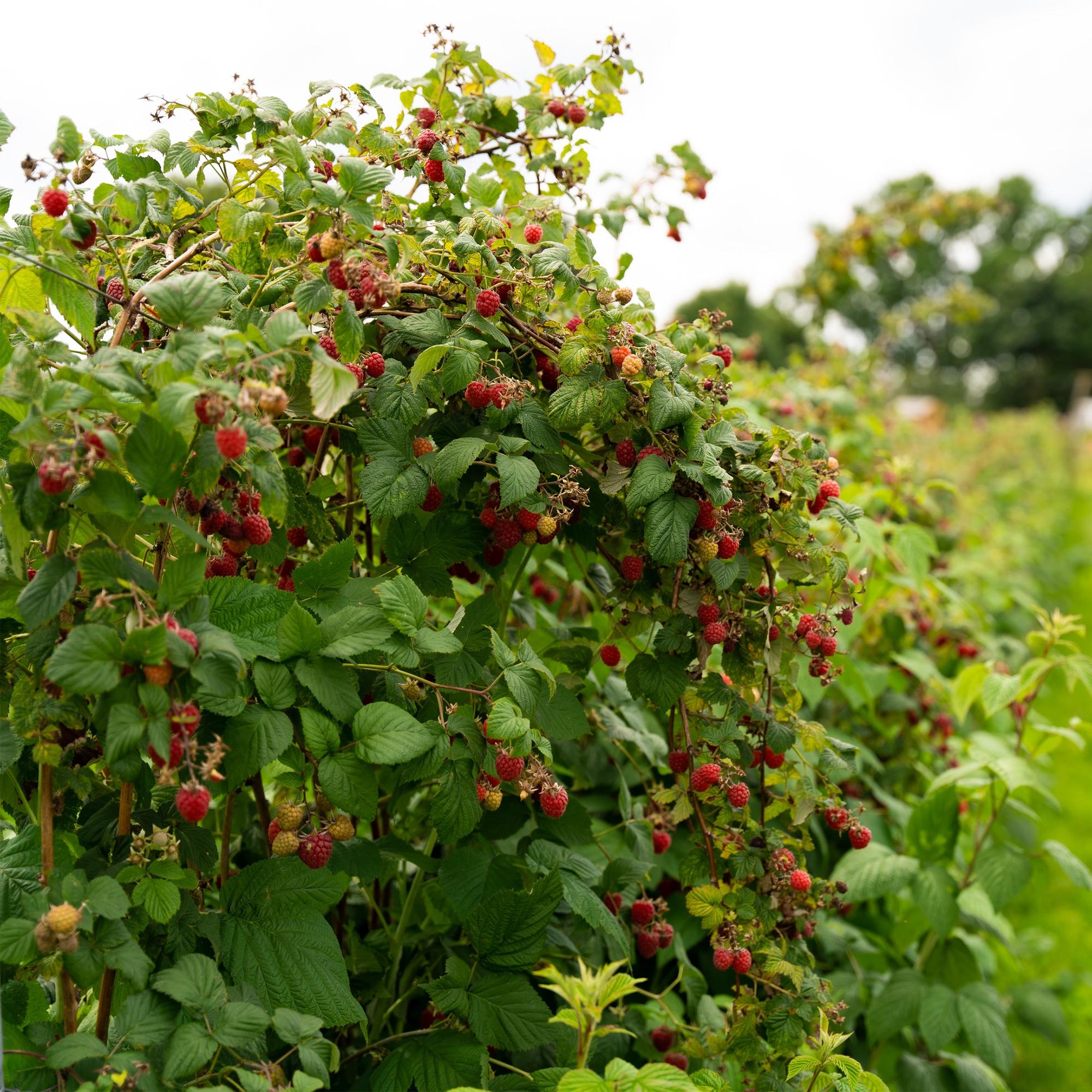green-guardia-himbeere-autumn-bliss-pflanze-2-st-ck-rot image 4