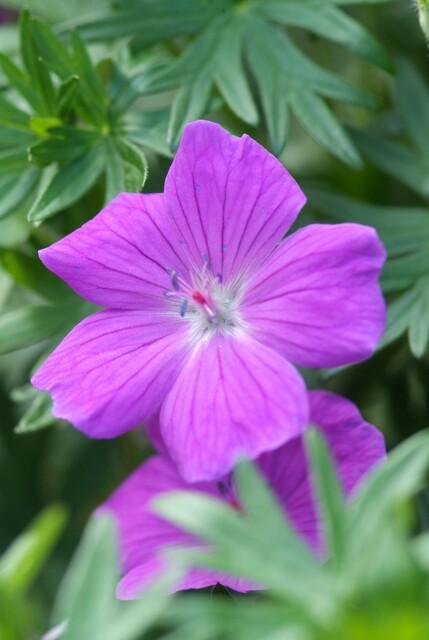 green-guardia-geranium-tiny-monster-storchschnabel-9cm-topf image 5