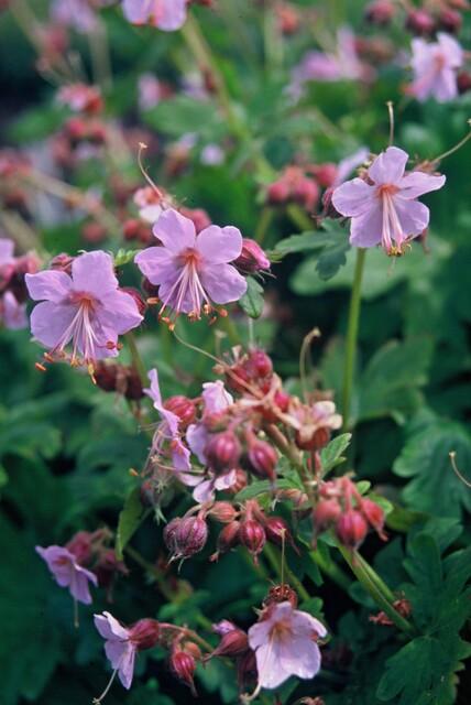 green-guardia-geranium-macrorrhizum-ingwersen-bodendecker-9-cm image 5