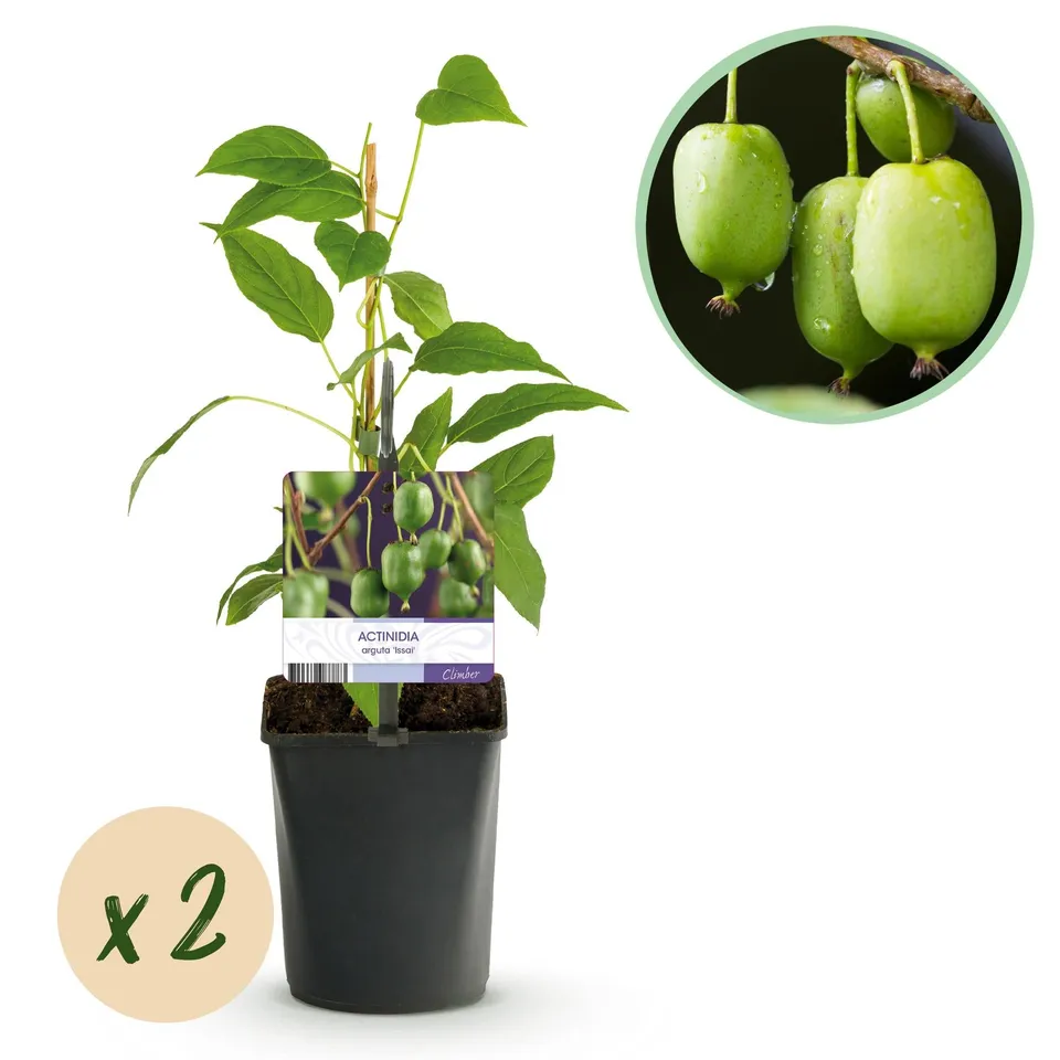 green-guardia-unsere-pflanzen-mini-kiwi-issai-obstpflanze-2-pflanzen image 1