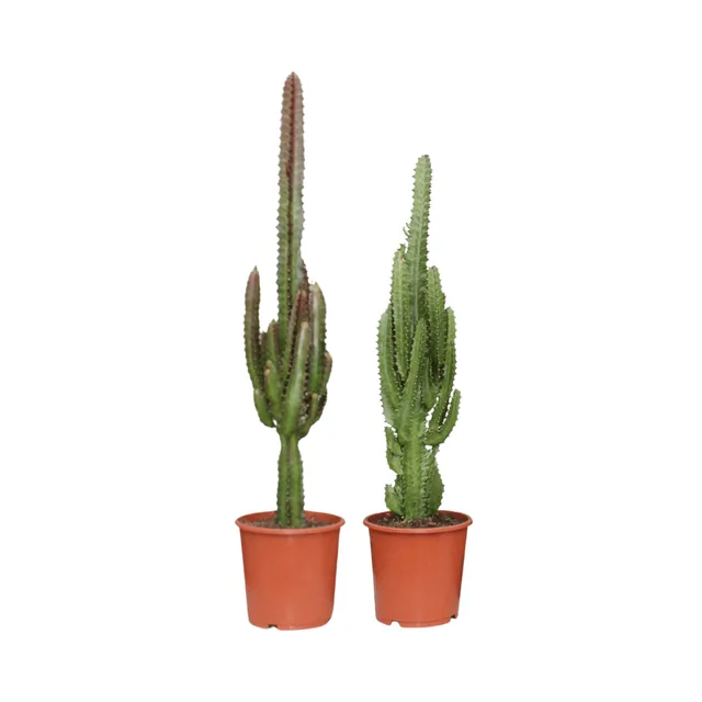 green-guardia-unsere-pflanzen-euphorbia-gr-n-rot-2-pflanzen-75cm image 1