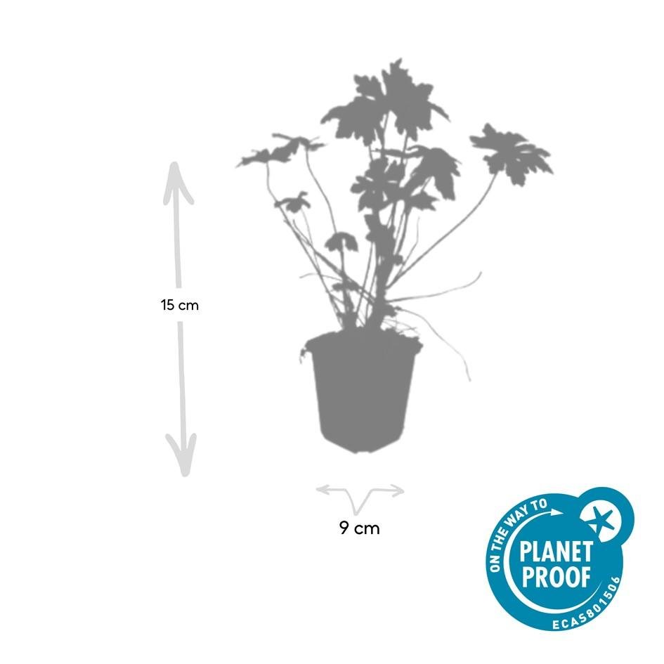 green-guardia-storchschnabel-geranium-macrorrhizum-staude-6-pflanzen image 2