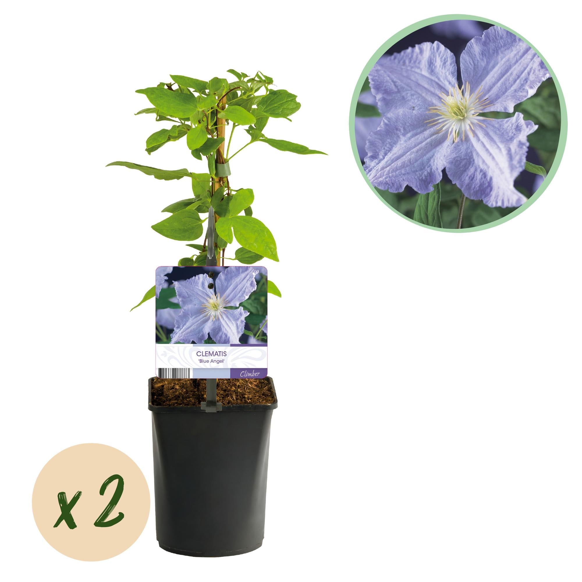 green-guardia-clematis-blue-angel-2-pflanzen-hellblau image 1