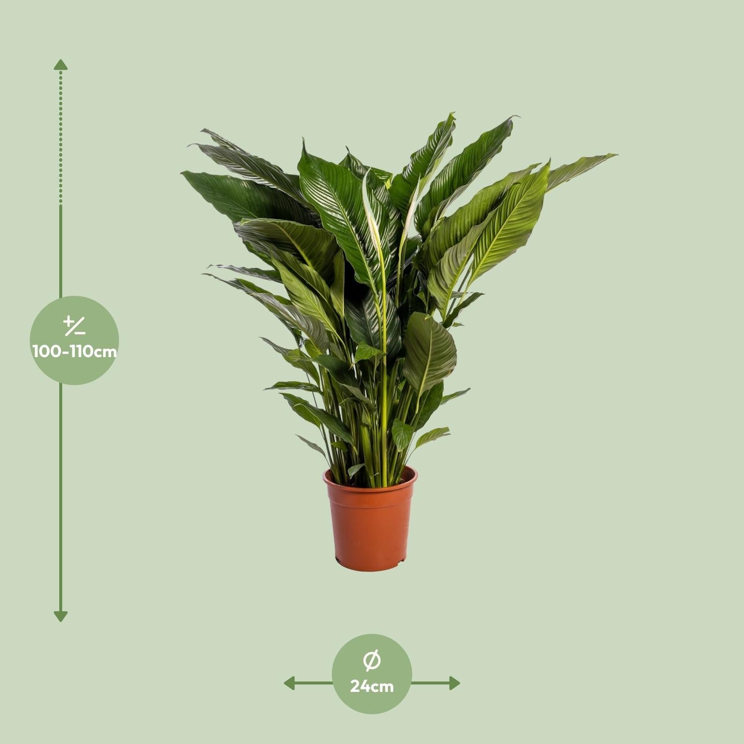 green-guardia-spathiphyllum-vivaldi-friedenslilie-70cm image 8