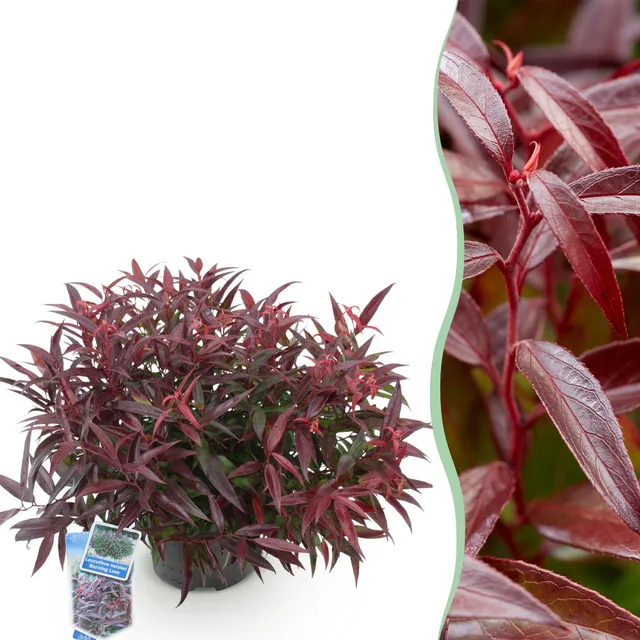 green-guardia-unsere-pflanzen-leucothoe-burning-love-zierstrauch-1x-pflegeleicht image 1
