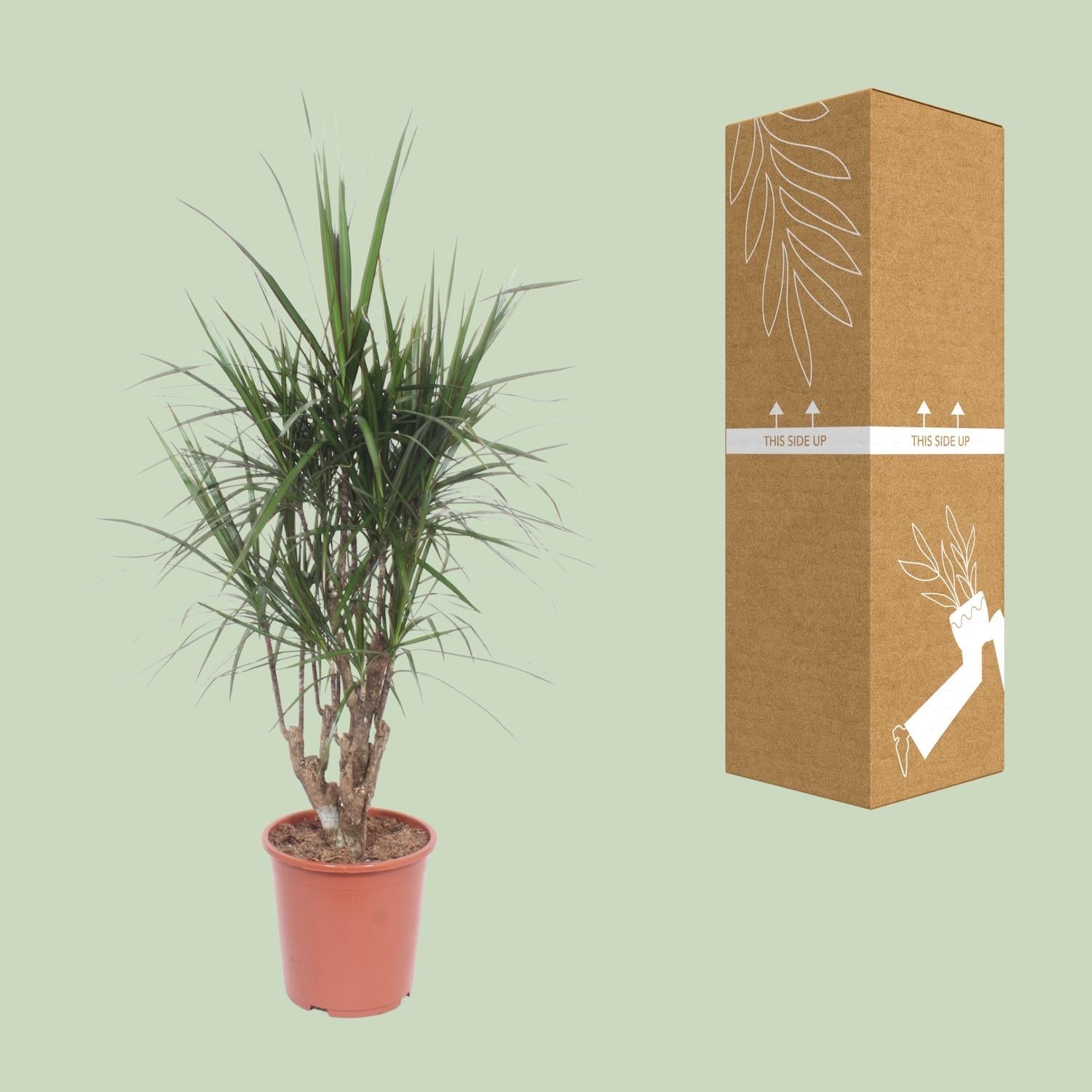 green-guardia-dracaena-marginata-drachenbaum-55-cm-pflegeleicht image 2