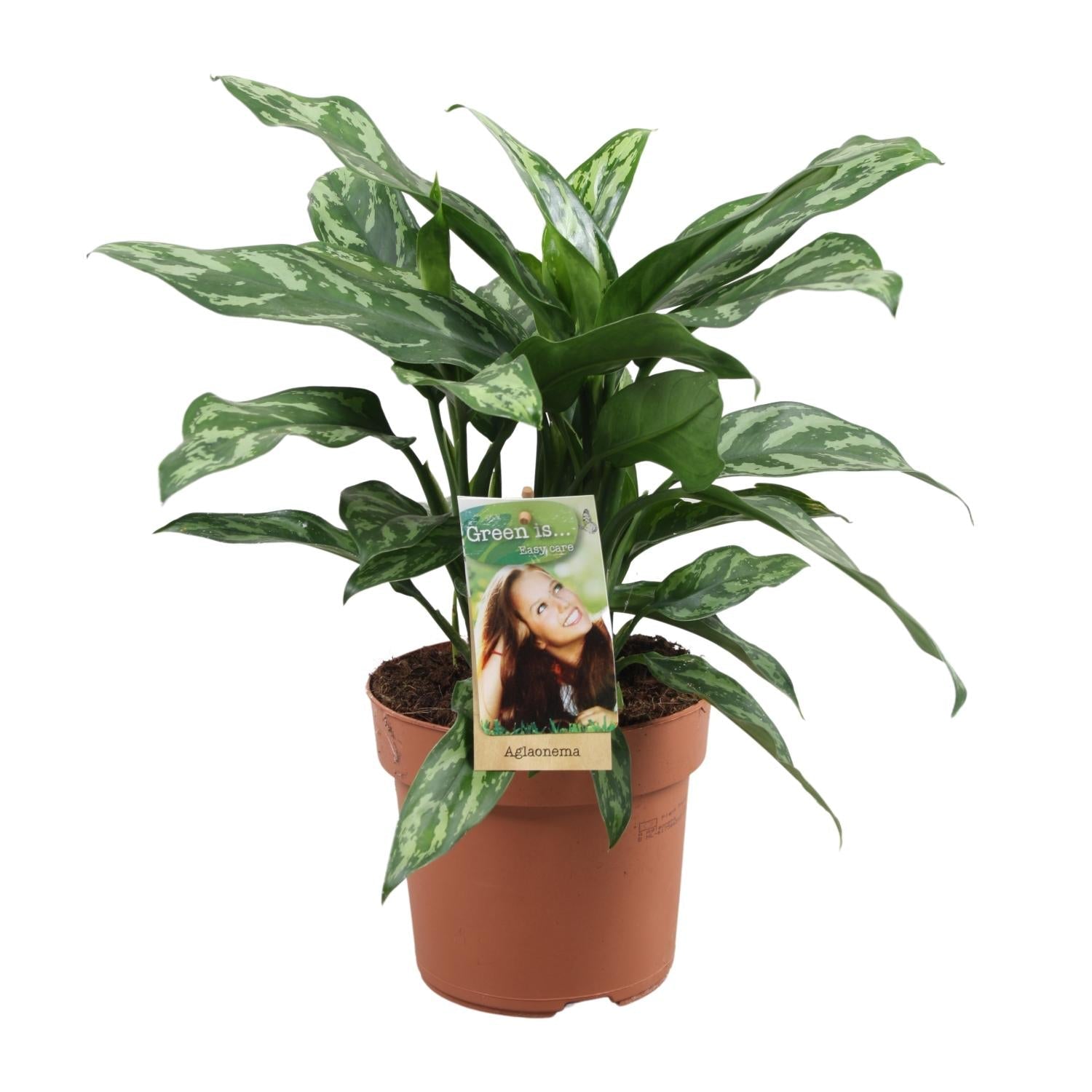 green-guardia-aglaonema-white-joy-kolbenfaden-35-cm-12-cm-topf image 2