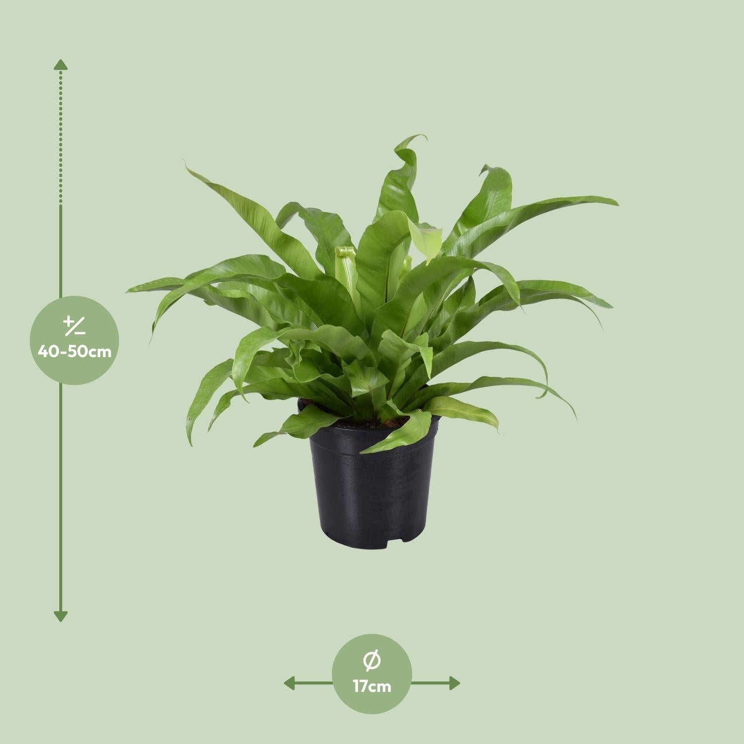 green-guardia-asplenium-antiquum-nestfarn-zimmerpflanze-17cm-topf-45cm image 2
