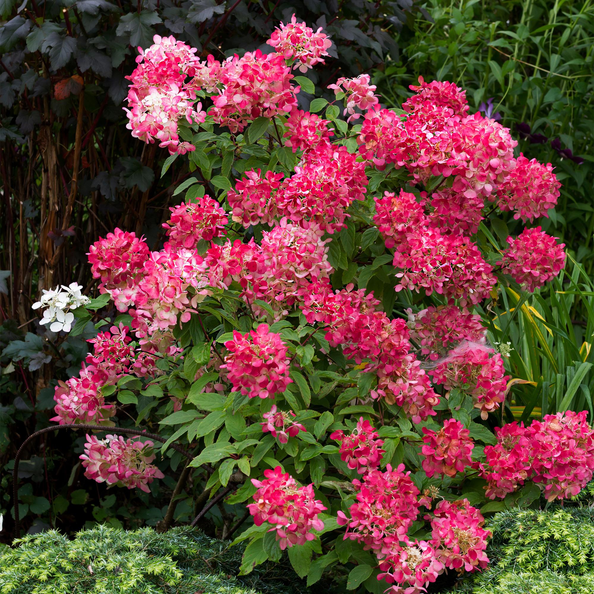 green-guardia-pink-diamond-rispenhortensie-17cm-winterhart image 4