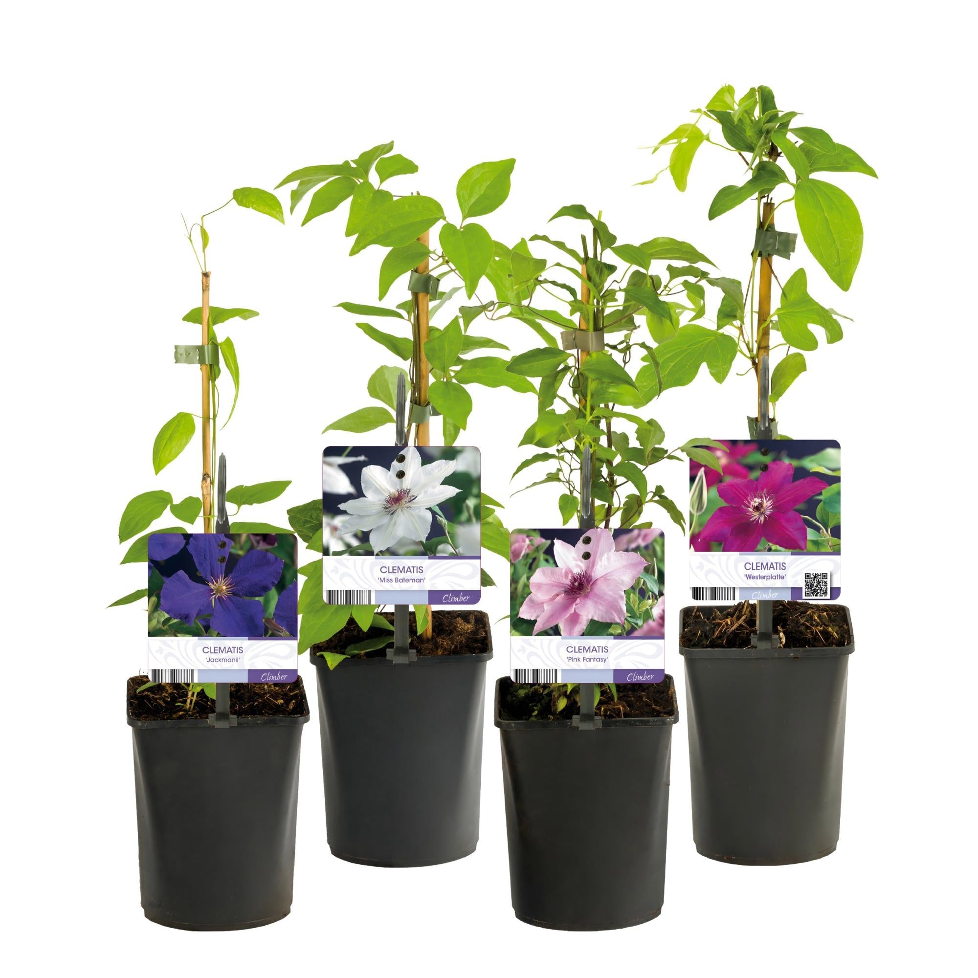 green-guardia-clematis-rainbow-kletterpflanze-4er-set-bunt image 2