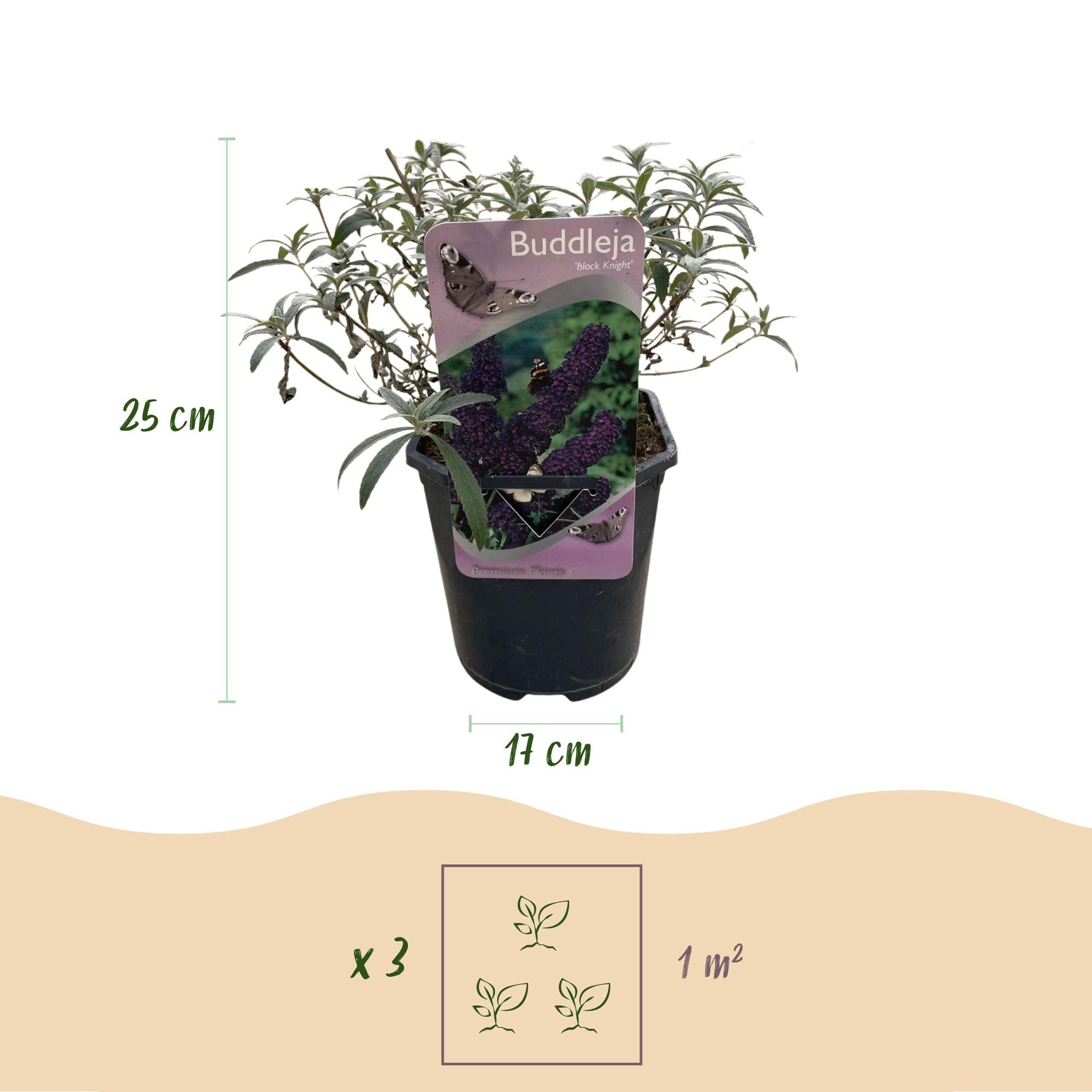 green-guardia-buddleja-purple-emperor-schmetterlingsstrauch-17-cm-topf image 2