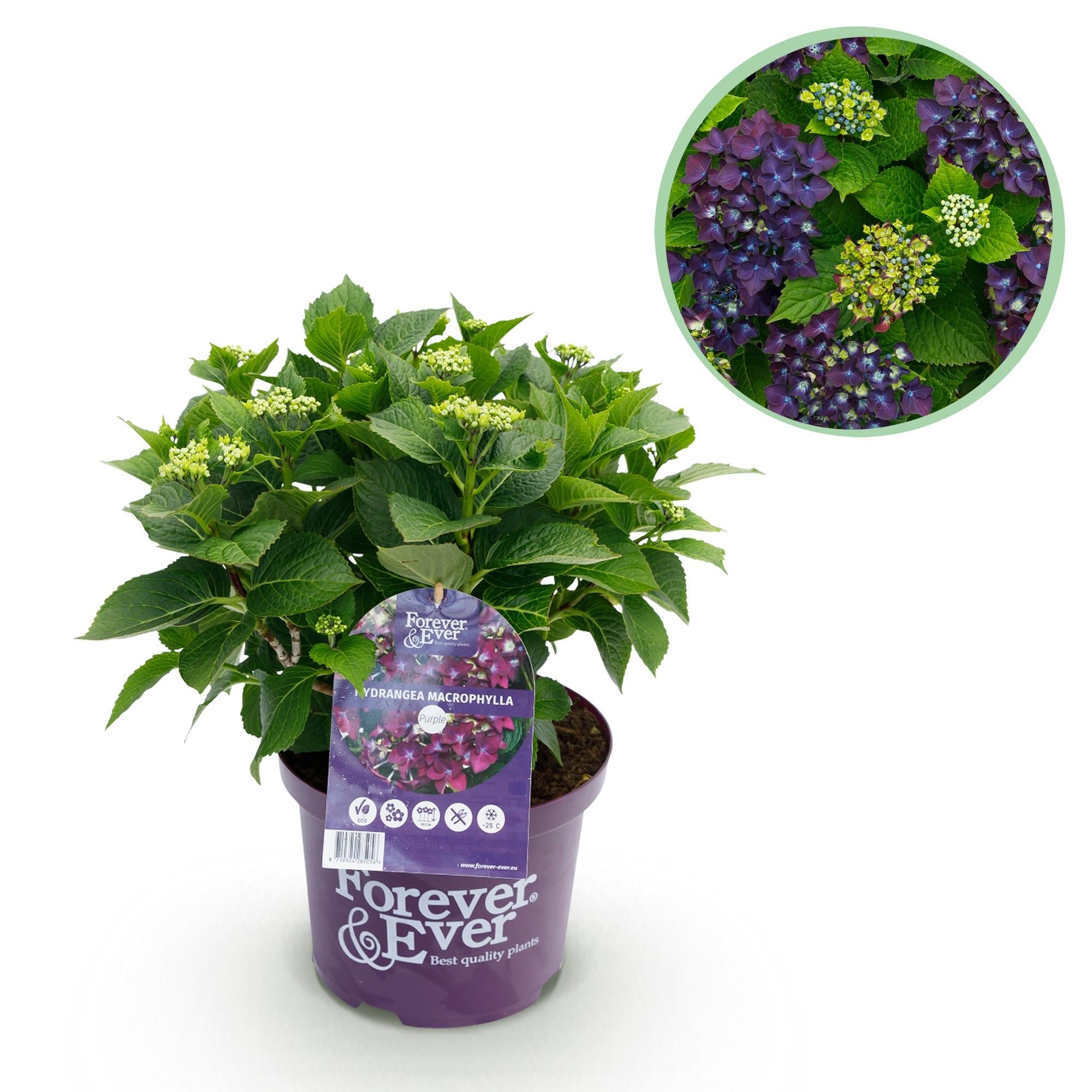 green-guardia-hortensie-forever-ever-lila-gartenhortensie-1-pflanze image 1