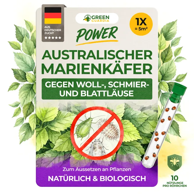 green-guardia-cryptolaemus-australischer-marienk-fer-n-tzlinge-10-st-ck-f-r-5m image 1