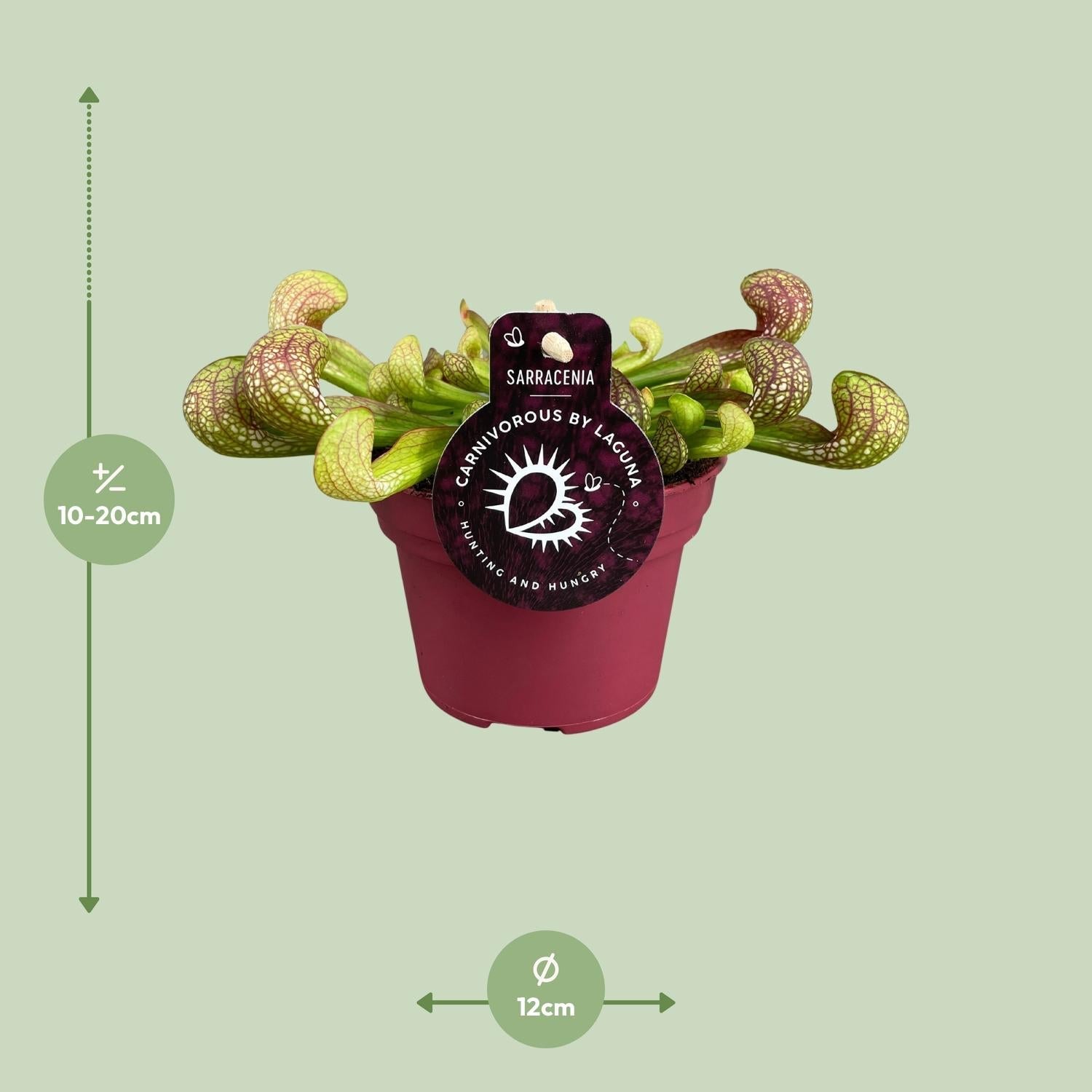 green-guardia-sarracenia-psittacina-schlauchpflanze-12cm-fleischfressend image 2