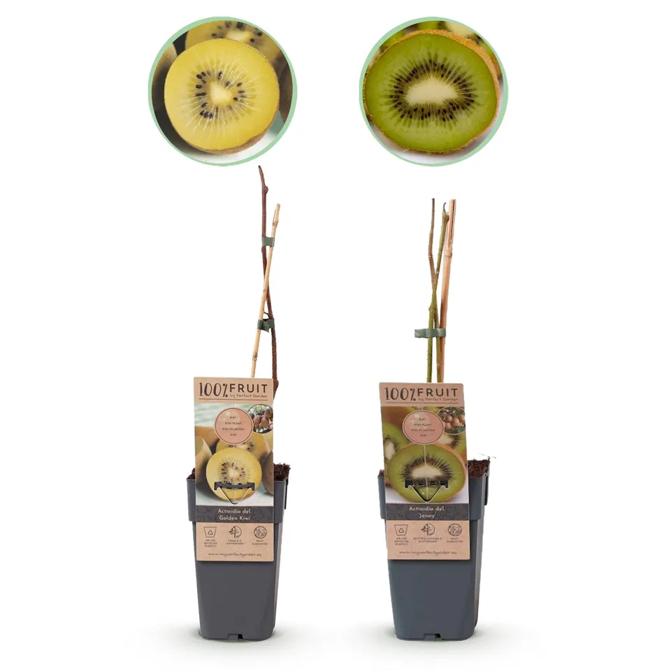 green-guardia-kiwi-jenny-gold-2er-set-15-cm-topf-obstpflanze image 1