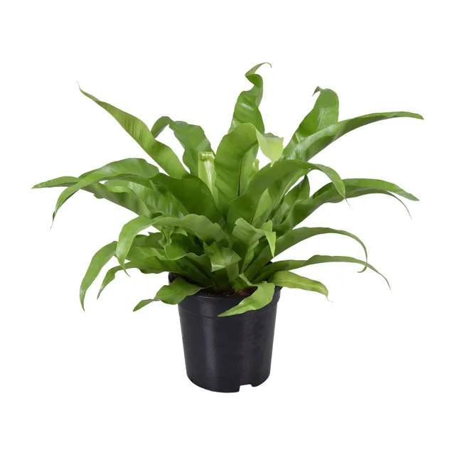 green-guardia-asplenium-antiquum-nestfarn-zimmerpflanze-17cm-topf-45cm image 1