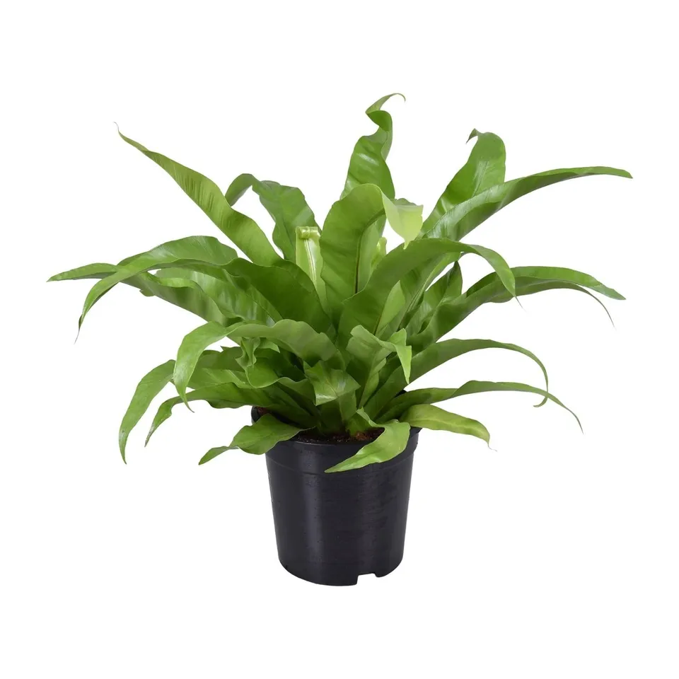 green-guardia-asplenium-antiquum-nestfarn-zimmerpflanze-17cm-topf-45cm image 1