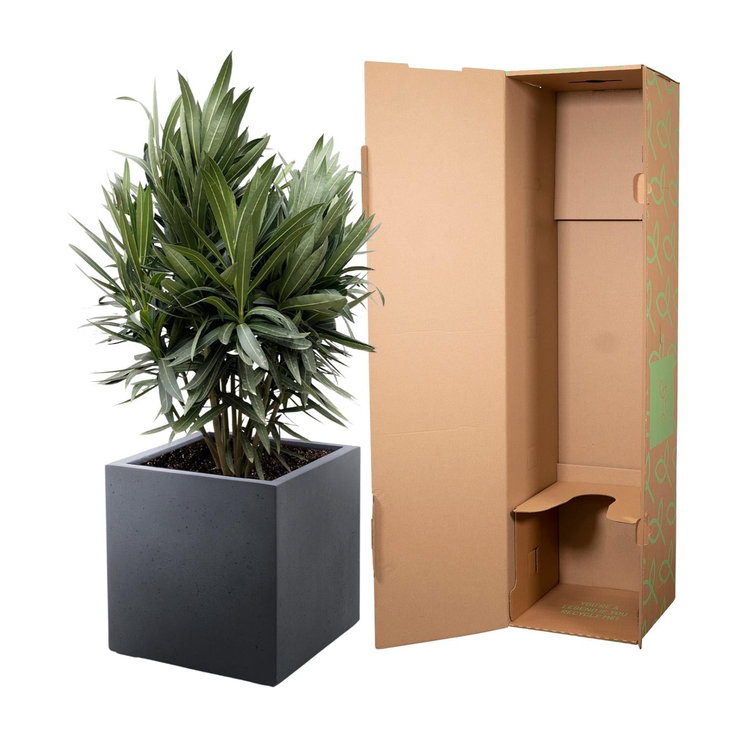 green-guardia-unsere-pflanzen-oleander-nerium-70-cm image 3