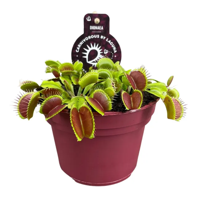 green-guardia-unsere-pflanzen-dionaea-muscipula-venusfliegenfalle-12cm image 1