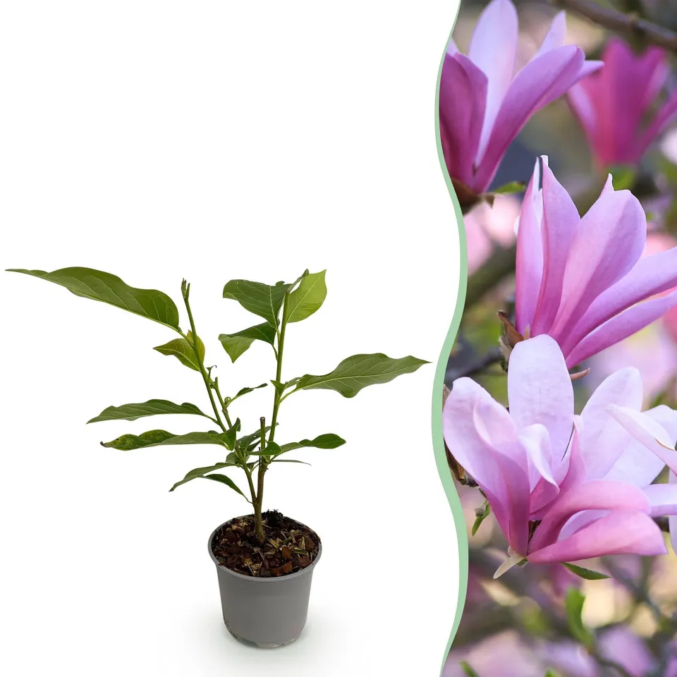 green-guardia-unsere-pflanzen-magnolia-betty-zierstrauch-1-pflanze-rosa image 1