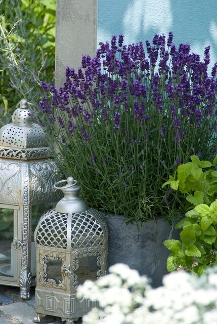 green-guardia-unsere-pflanzen-lavandula-hidcote-lavendel-6x-violett image 4