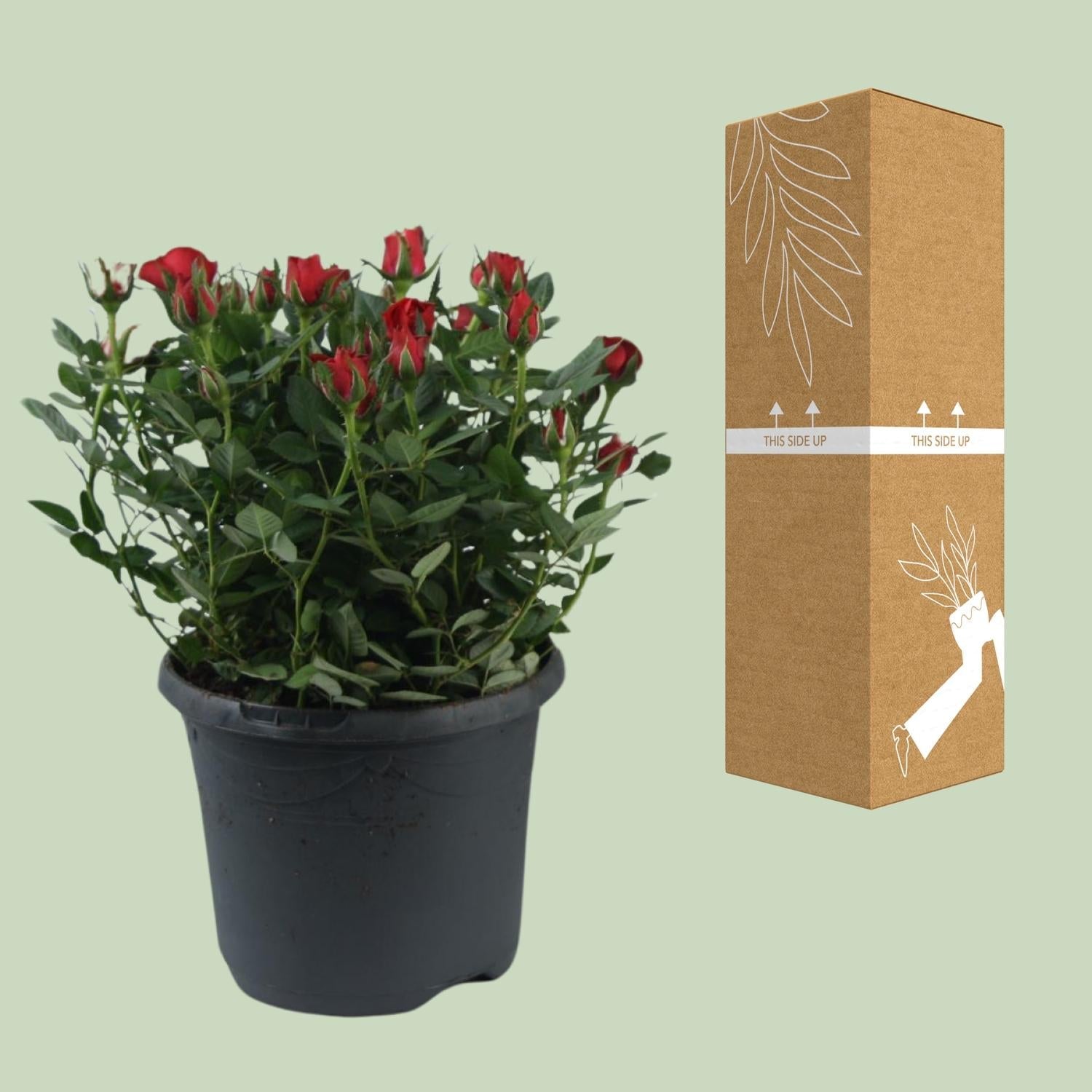 green-guardia-unsere-pflanzen-beetrose-jewel-patio-hot-30cm-pink image 3