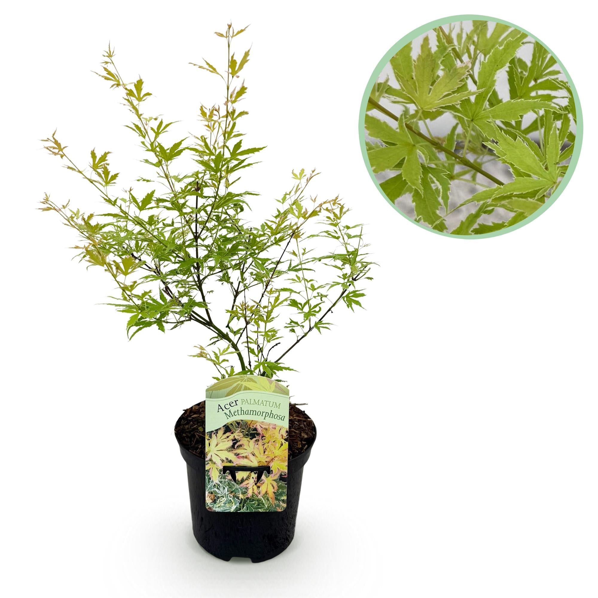 green-guardia-unsere-pflanzen-acer-palmatum-metamorphosa-70-cm-ahorn image 1