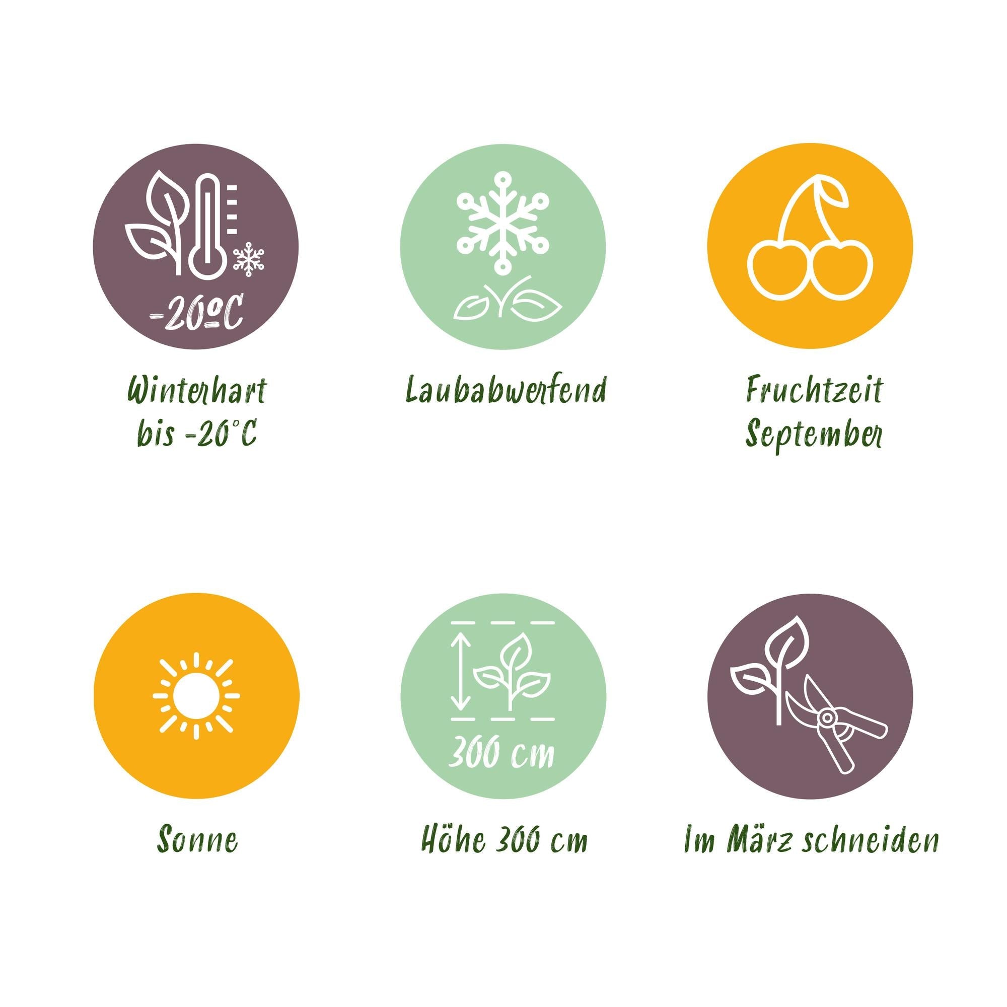 green-guardia-vitis-himrod-tafeltraube-2-pflanzen-15cm-topf image 5