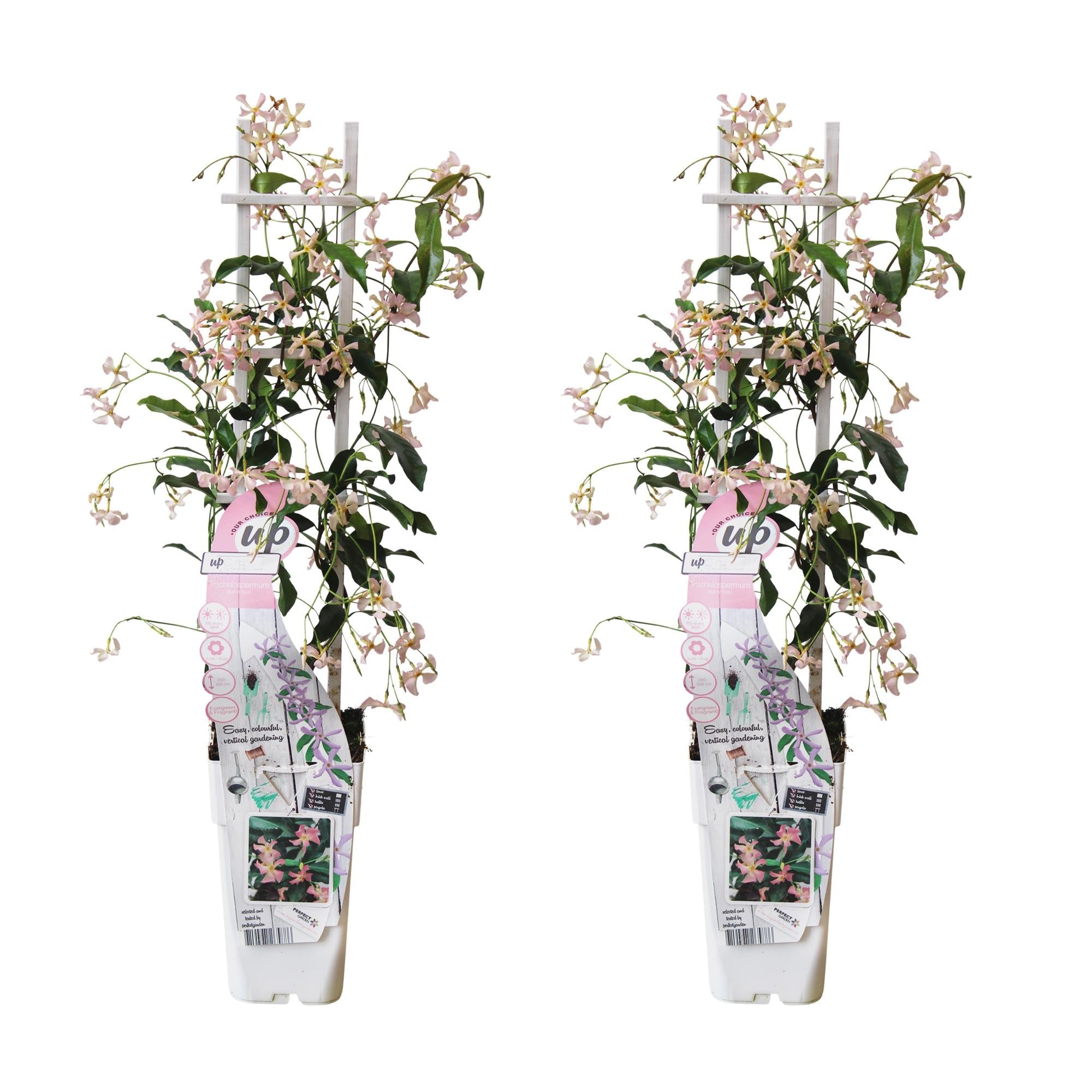 green-guardia-unsere-pflanzen-toskanischer-jasmin-star-of-ibiza-1x-rosa image 7