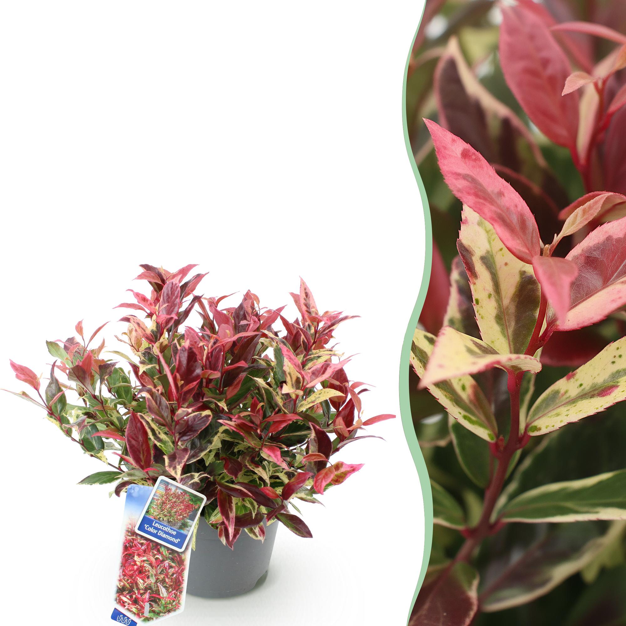 green-guardia-unsere-pflanzen-leucothoe-colour-diamond-strauch-17cm-topf image 1