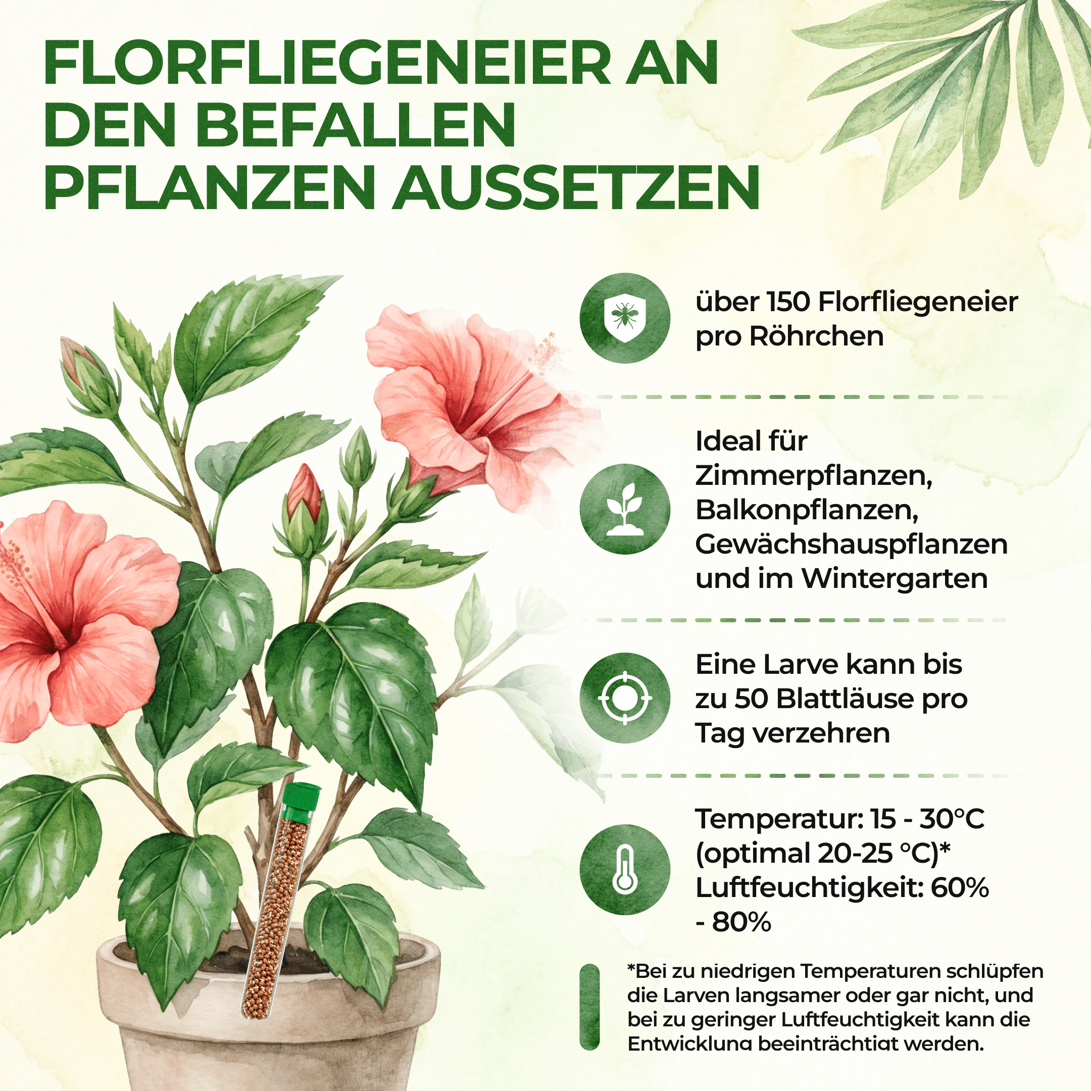 green-guardia-florfliegeneier-blattl-use-1-r-hrchen-10m image 5
