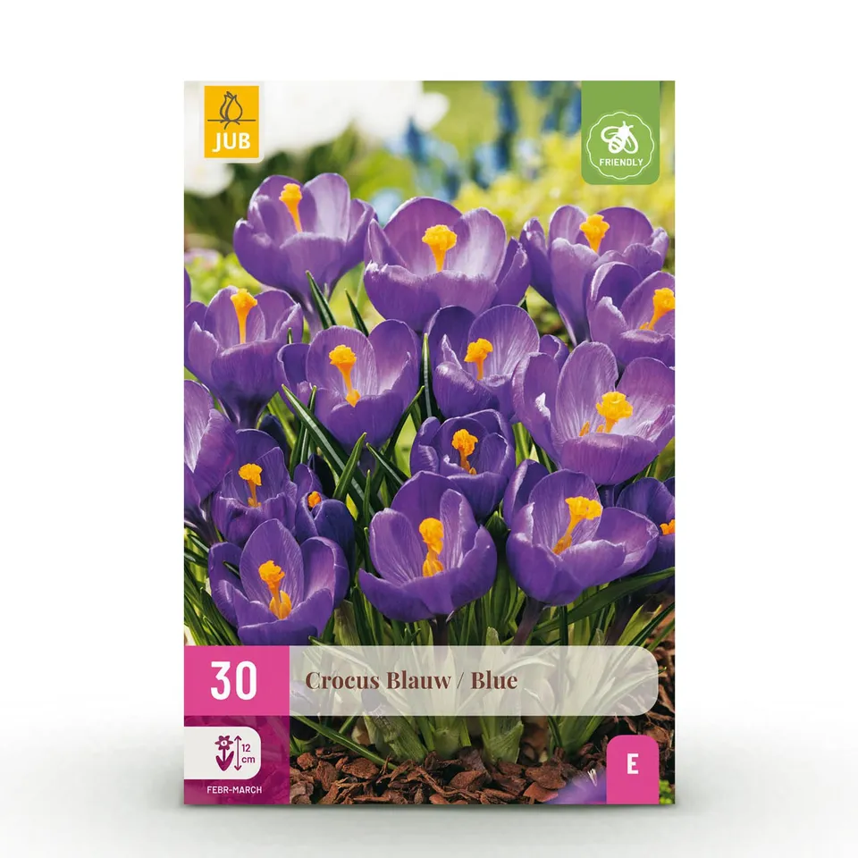 green-guardia-crocus-blue-blumenzwiebeln-blau-30-st-ck-xxl image 1