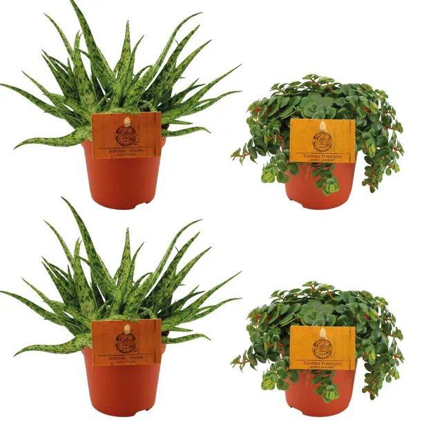 green-guardia-unsere-pflanzen-aloe-spider-sedum-tornado-sukkulenten-4er image 1