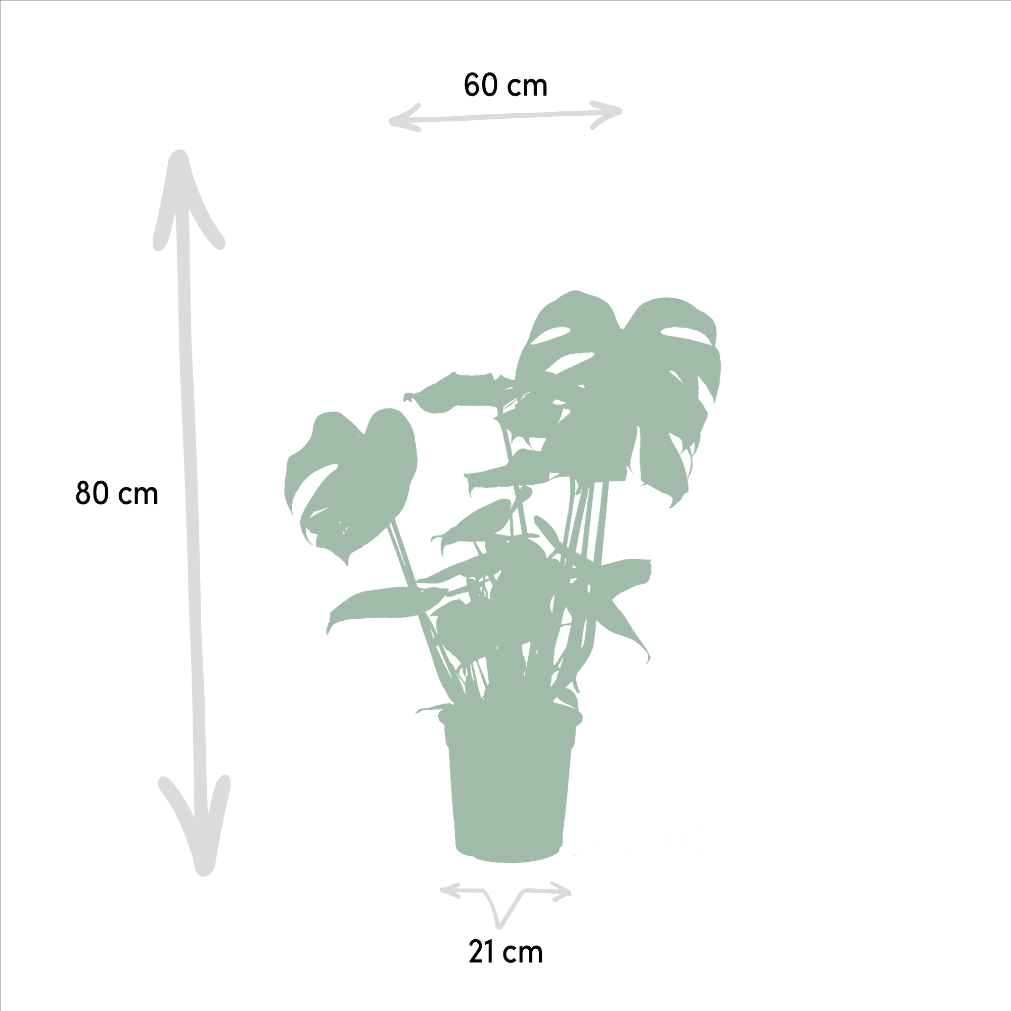 green-guardia-unsere-pflanzen-monstera-strelitzia-zimmerpflanzen-2x image 2