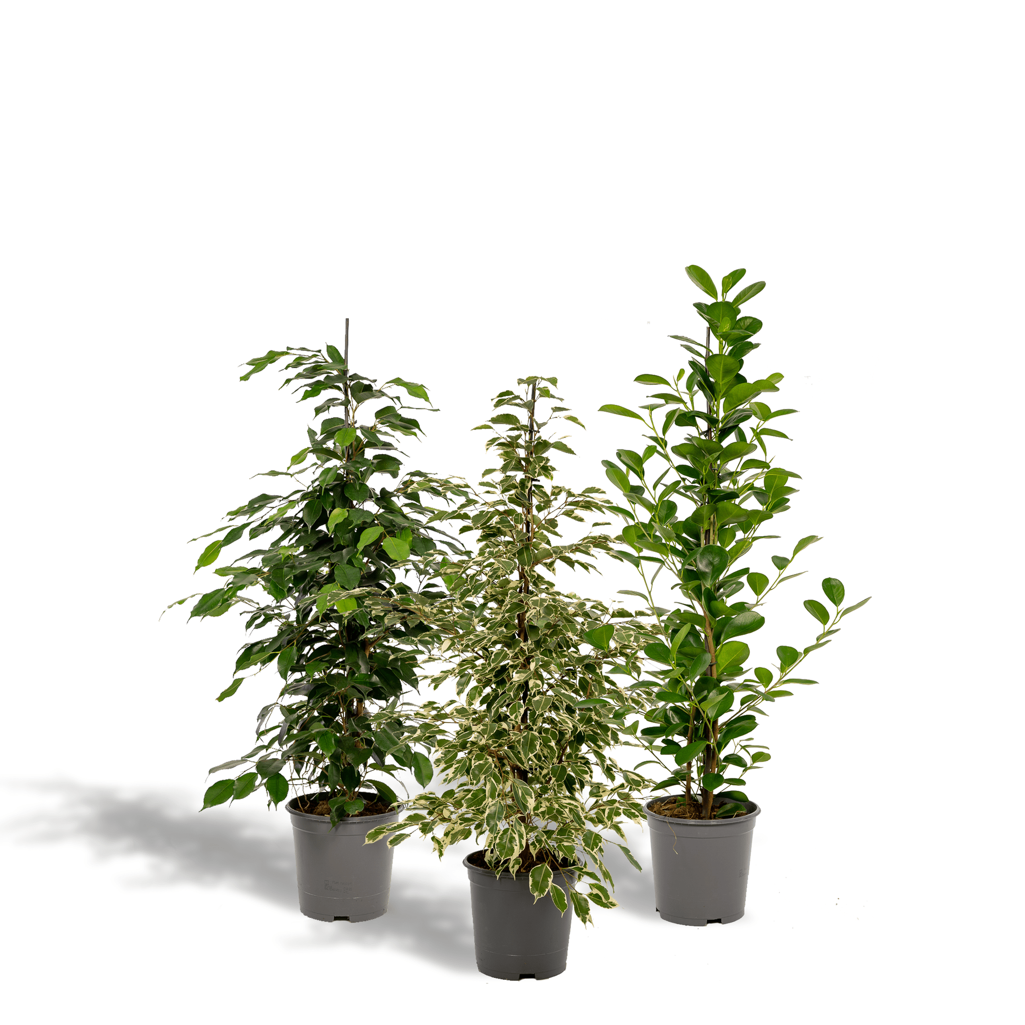 green-guardia-ficus-zimmerpflanzen-set-3x-21cm-95cm image 1
