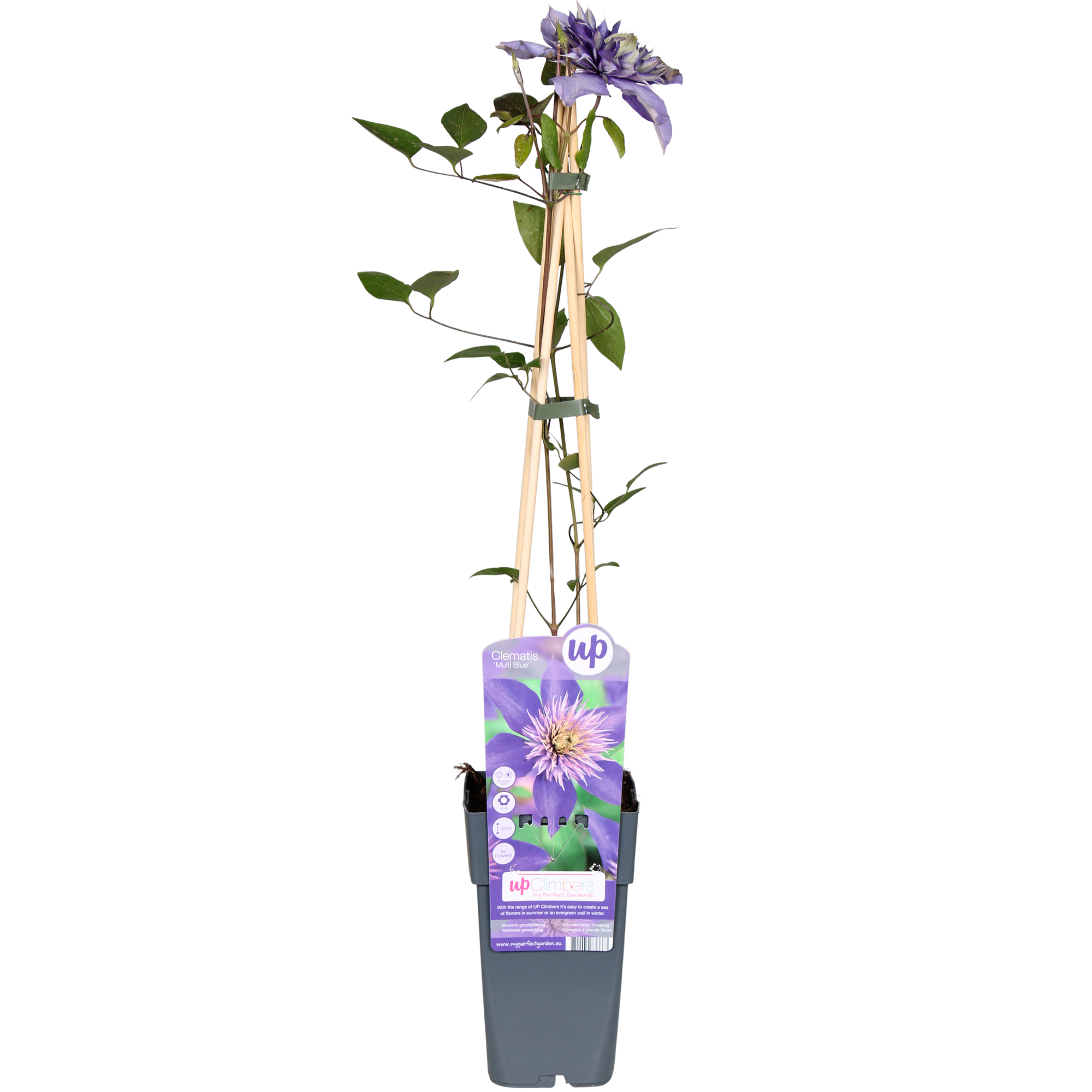 green-guardia-unsere-pflanzen-clematis-multi-blue-kletterpflanze-1-pflanze image 1