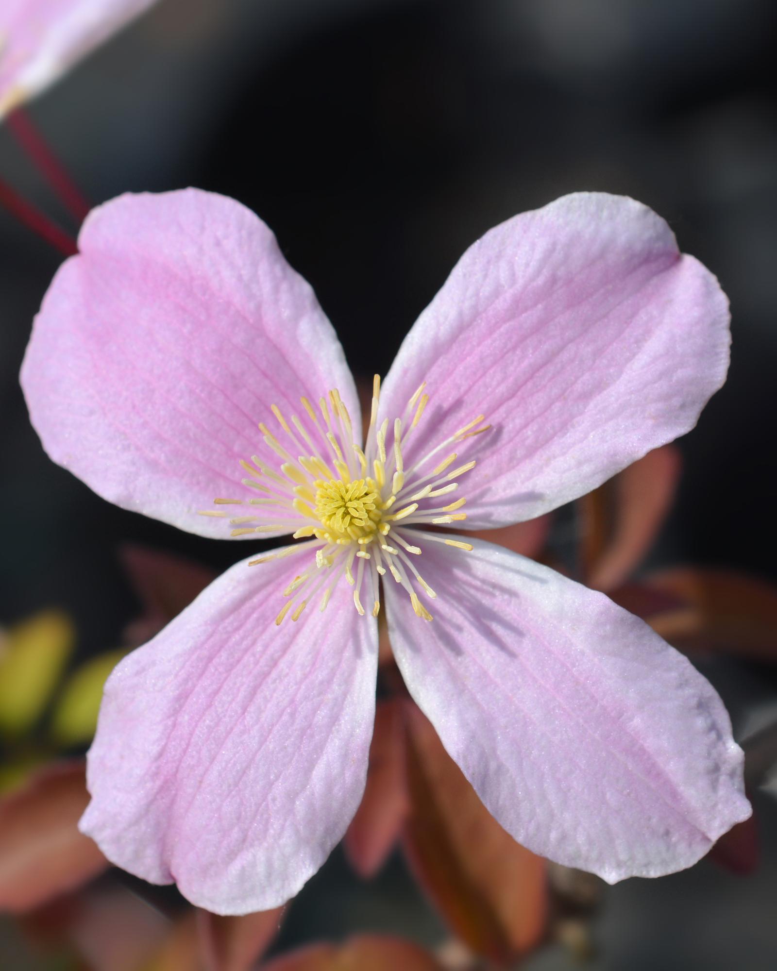 green-guardia-unsere-pflanzen-clematis-fragrant-spring-15cm-topf image 2