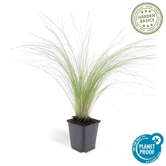 green-guardia-unsere-pflanzen-stipa-ponytails-ziergras-9cm-topf image 1