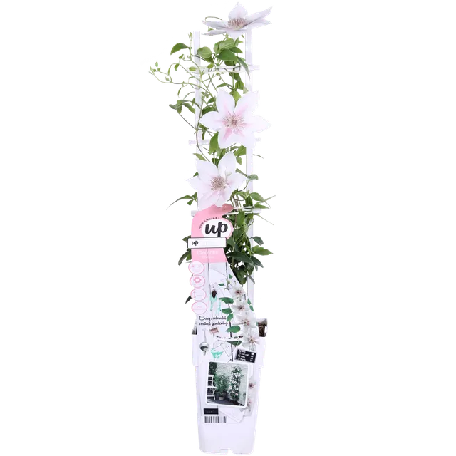 green-guardia-unsere-pflanzen-clematis-corinne-kletterpflanze-wei-65-cm image 1